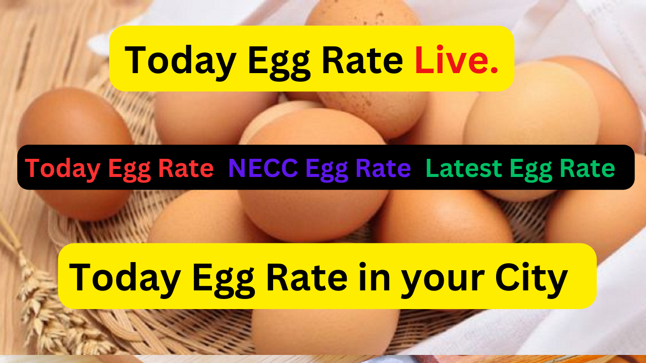 Today Egg Rate in your city