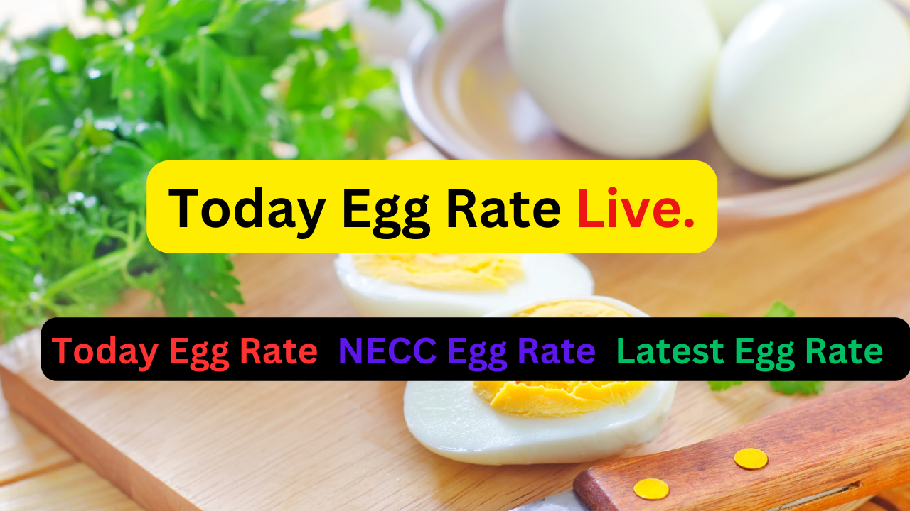 Today Egg Rate